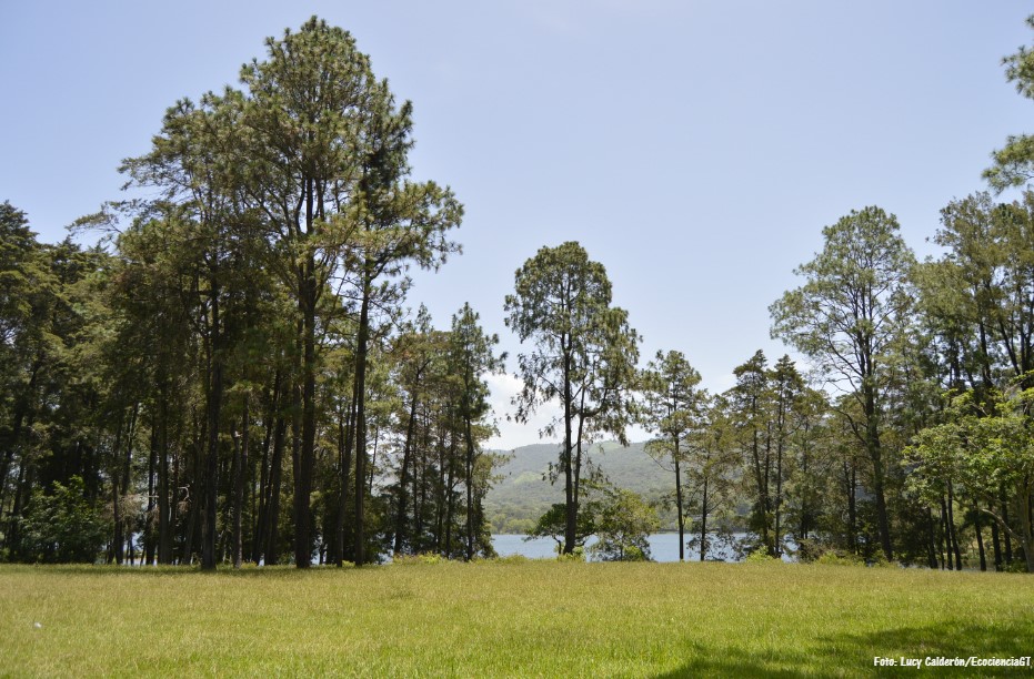 Laguna El Pino Santa Rosa