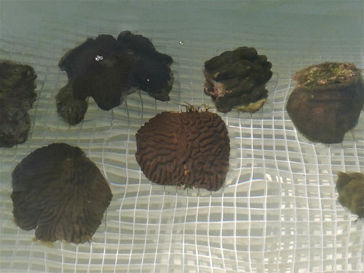 FundemarMicrofragmentacionCorales