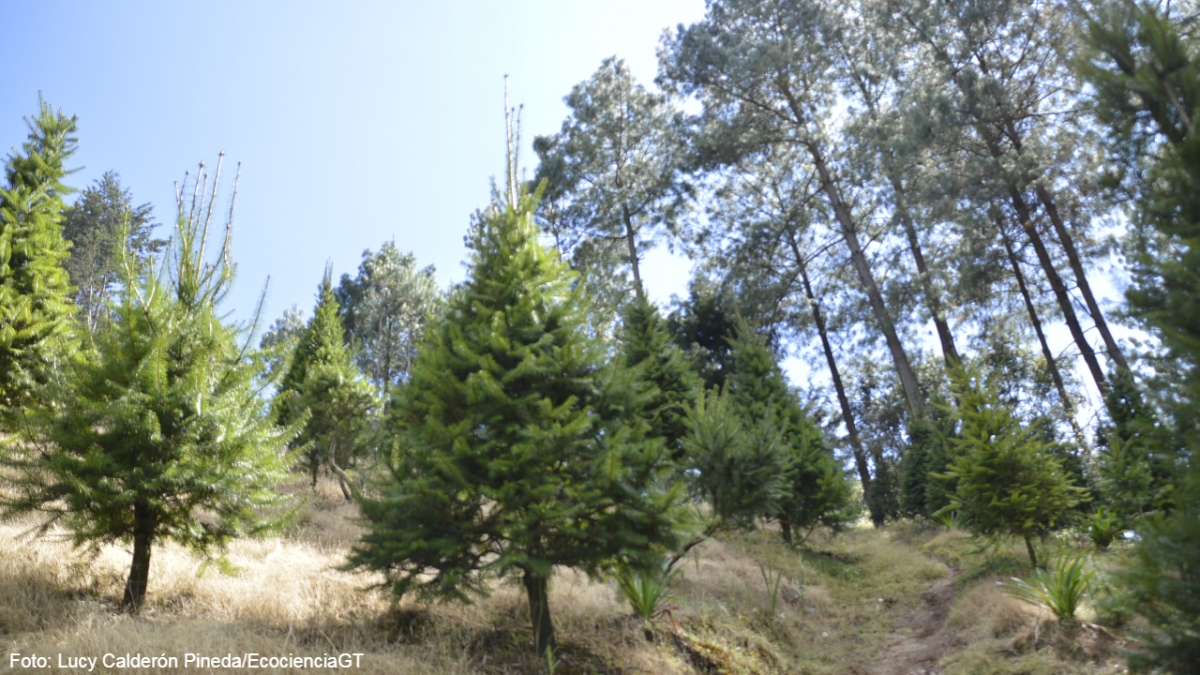 Área de cultivo de plantación Ixin Samajel