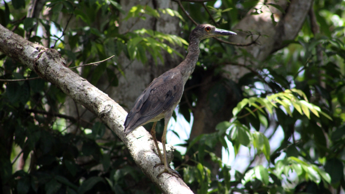 PuntaIzopoAves