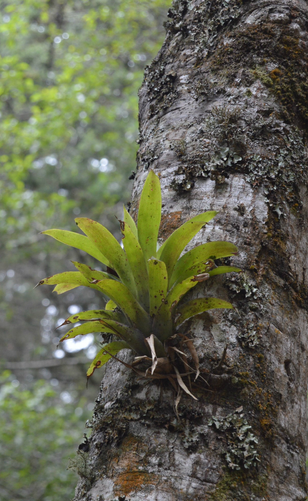 Tillandsia